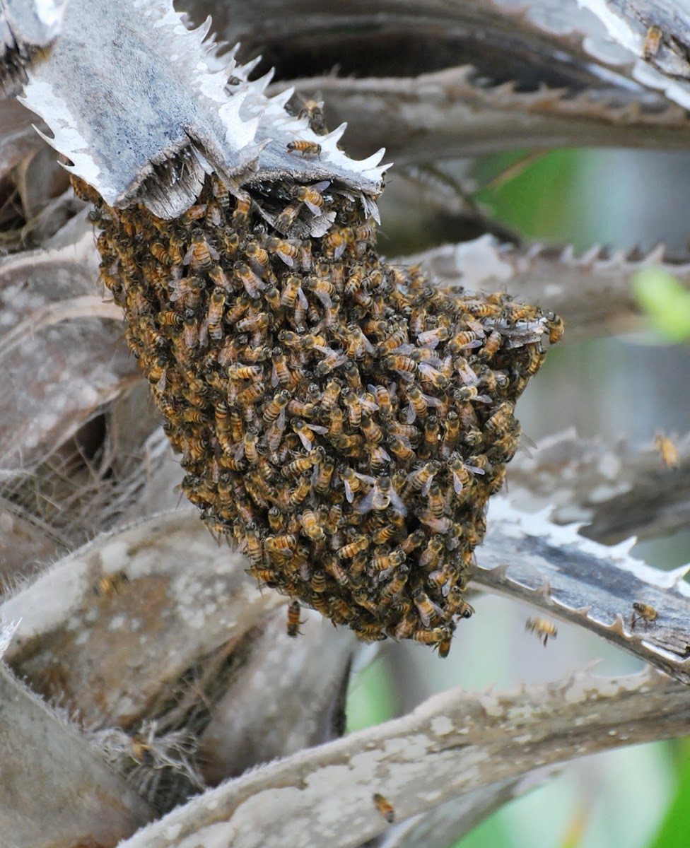 Yucatan Honey Bee