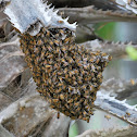 Yucatan Honey Bee