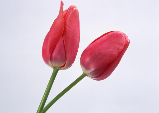 Flower Rose Tulip Wallpaper