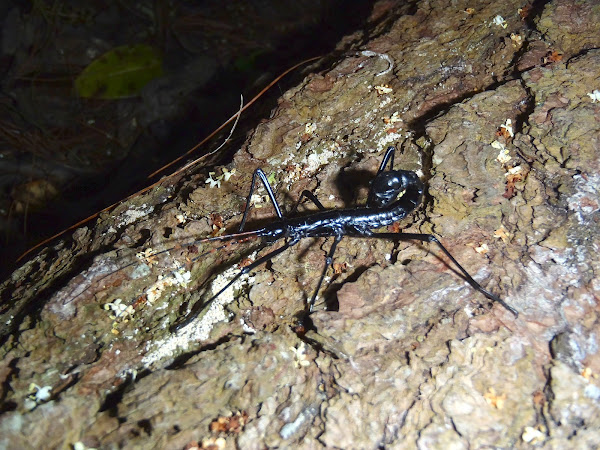 Walking Stick mimic of Scorpion | Project Noah