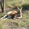 Lazy Red Kangaroo