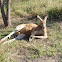 Lazy Red Kangaroo