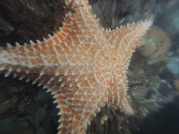 Red Cushion Sea Star | Project Noah