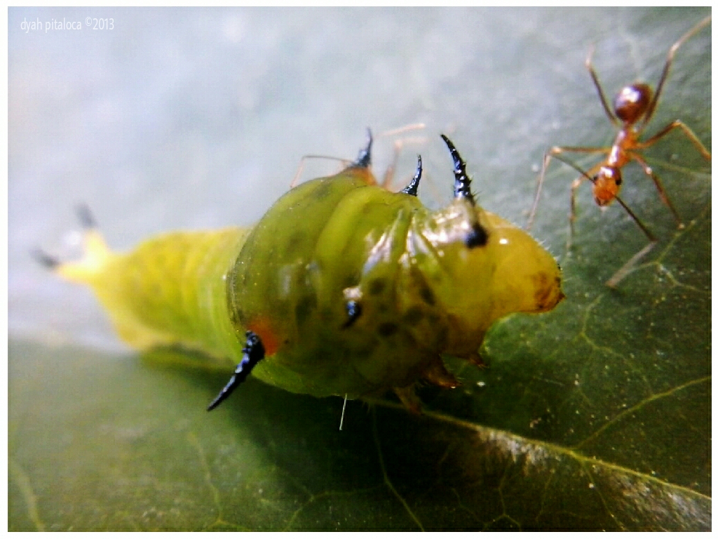 Common Bluebottle caterpillar