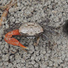 Galapagos fiddler crab