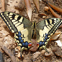 Old World Swallowtail life cycle