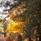Maples in fall