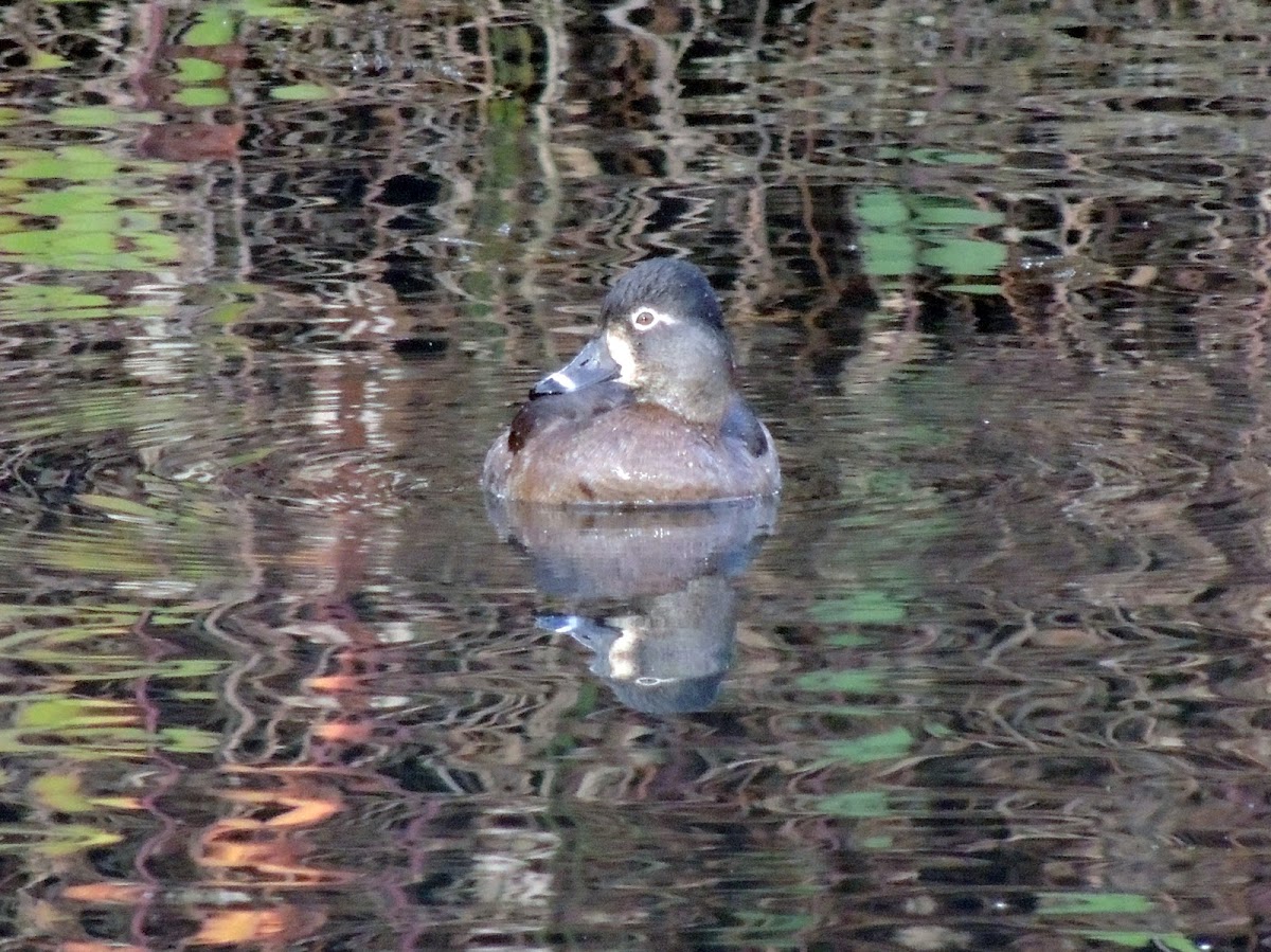 Ring-necked duck (female)