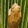 Spot-legged Tree Frog