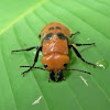 Parasitic beetle