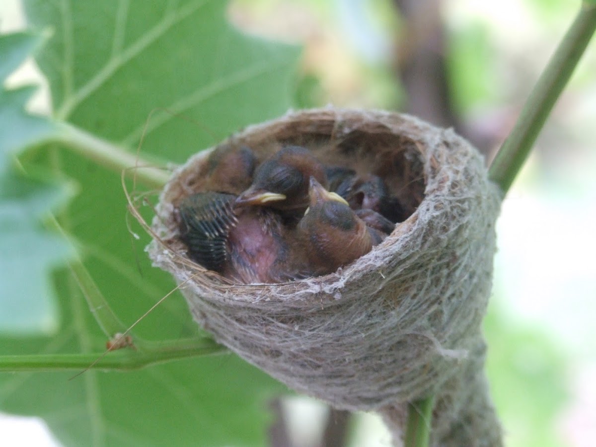 Grey Fantail - nestlings