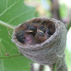 Grey Fantail - nestlings