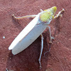 White sharpshooter leafhopper
