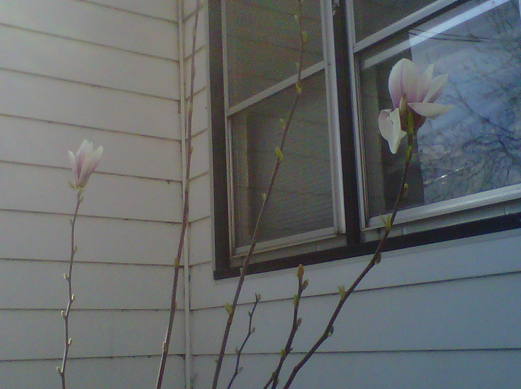 Yulan magnolia