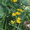 Marsh Marigold