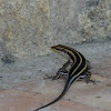 African blue tailed skink