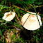 Mystery Mushroom B - top view