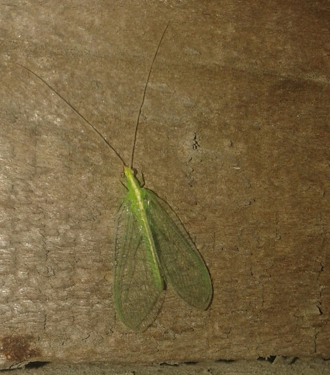 Green Lacewing