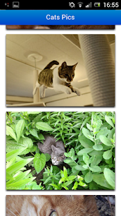 How to download Cats Pics lastet apk for android