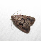 Broad-lined Sallow