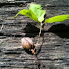 Oak sapling