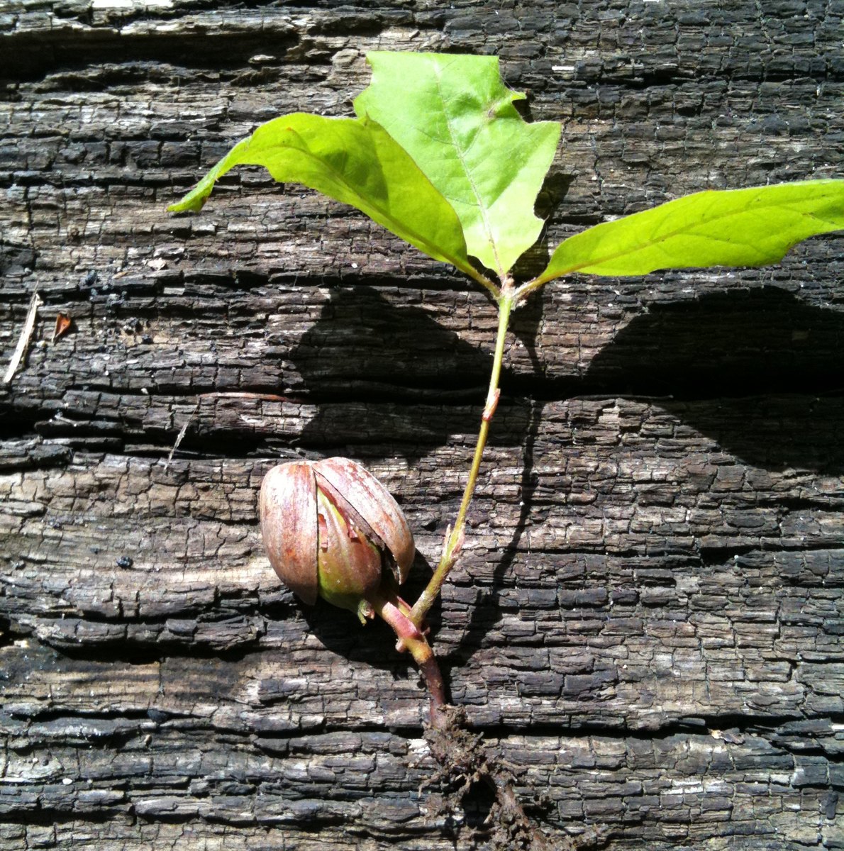 Oak Sapling Project Noah