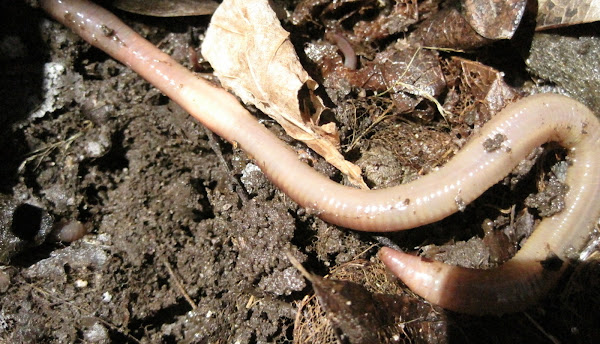 Earthworm  Project Noah