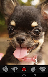 Pet Camera    for dogs & cats poster 5