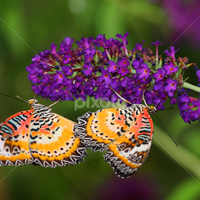 Lacewing Duo by Ruth Jolly - Animals Insects & Spiders