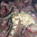 Octopus kagoshimensis