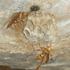 Paper Wasps and Nest