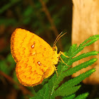 Callidulid Moth