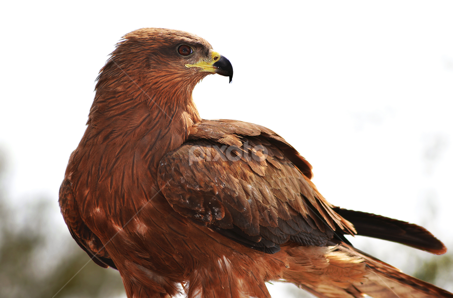 Seeinglooking Kite Bird Indian