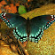 Red-spotted Purple