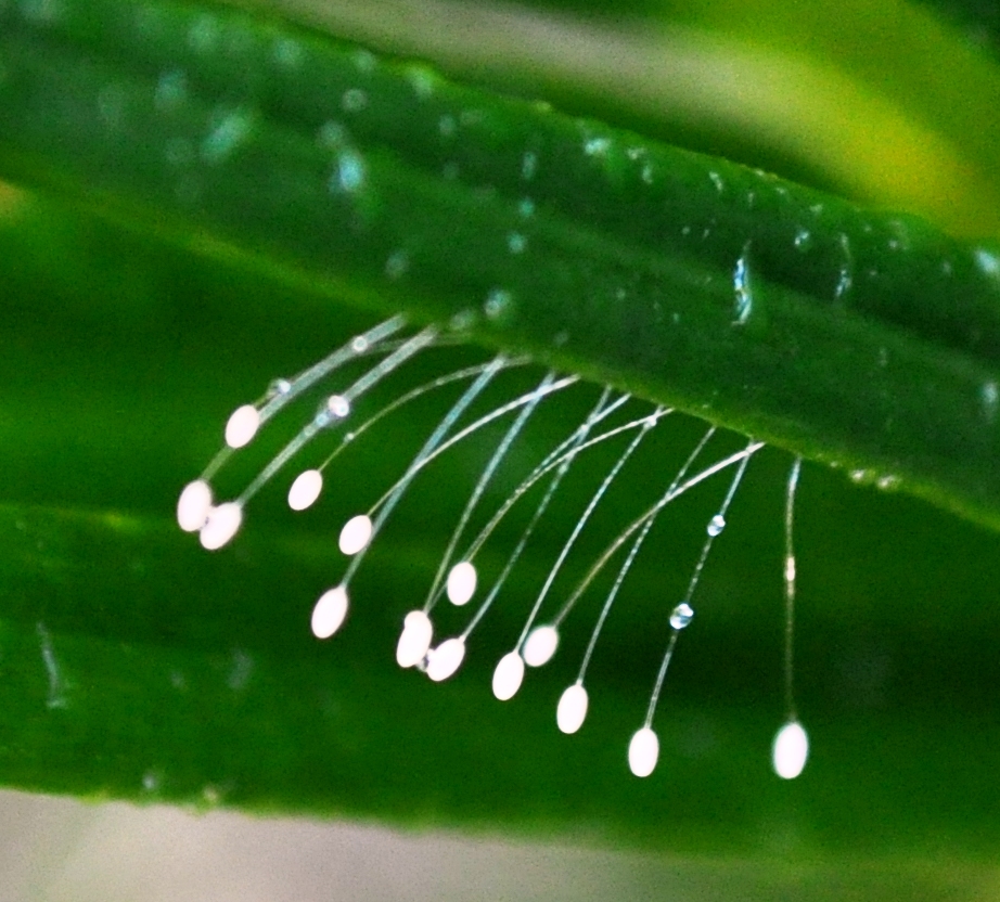 Lacewing eggs