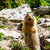 Columbian Ground Squirrel