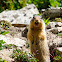 Columbian Ground Squirrel