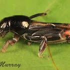 Larger Pygmy Mole Grasshopper