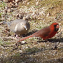 Mourning Dove and Northern Cardinal