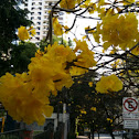 Ipê-amarelo-da-serra in Portuguese and Golden Trumpet Tree in English