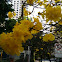 Ipê-amarelo-da-serra in Portuguese and Golden Trumpet Tree in English