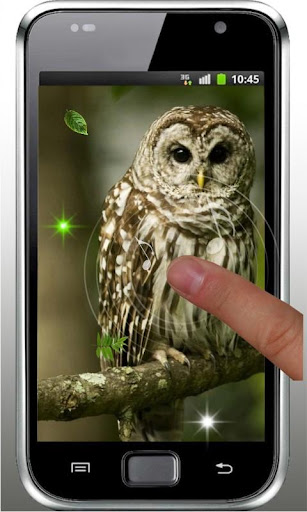 免費下載個人化APP|Funny Owl live wallpaper app開箱文|APP開箱王