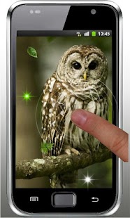 Funny Owl live wallpaper Screenshots 4