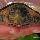 Flattened Musk Turtle