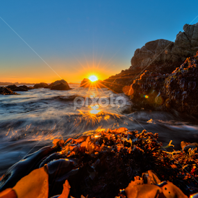 Seaweedset by George Krieger - Landscapes Waterscapes
