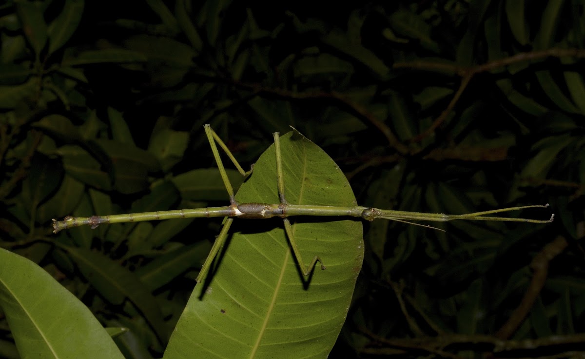 Stick Insect, Male, Sub-Adult