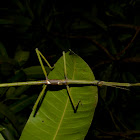 Stick Insect, Male, Sub-Adult