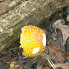 American Eastern Yellow Fly Agaric