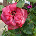 Minature Rose