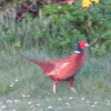 Common Pheasant